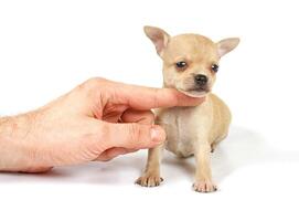 Funny puppy Chihuahua poses photo