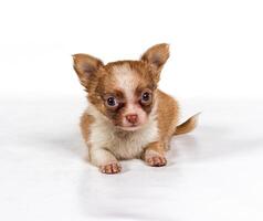 chihuahua puppy in front of a white background photo