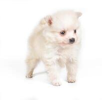 Pomeranian dog isolated on a white background photo