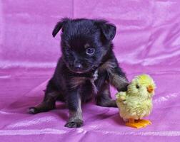 Chihuahua puppy dog photo