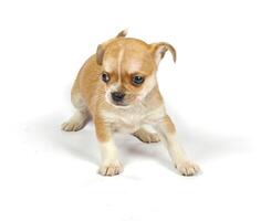 small chihuahua puppy photo