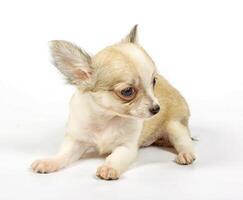 small chihuahua puppy photo