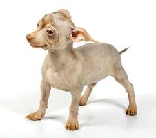 Chinese crested dog photo