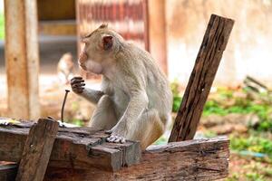 mono en la selva de Tailandia foto