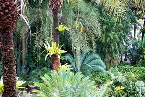 Palm tree on south of Thailand photo