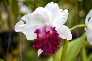 Orchid Blooms flower photo