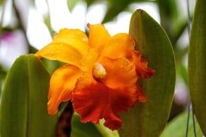 orquídea floraciones flor foto