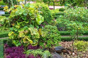 Thai style flower garden photo