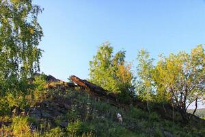 Landscape in Autumn time. Ural mountains. Russia photo