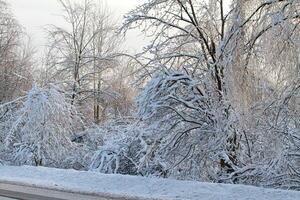 invierno la carretera cerca bosque foto