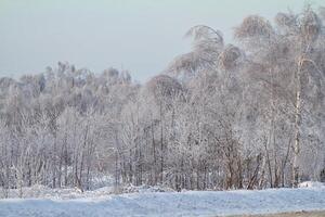 hermoso bosque de invierno foto