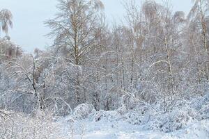 beautiful winter forest photo
