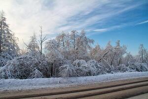 invierno la carretera cerca bosque foto