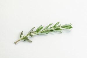 Rosemary branch - organic spicy herb photo