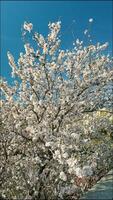 vicino il crescita di un mandorla albero video