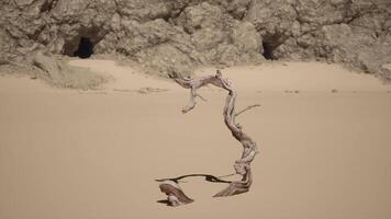 A tree branch sticking out of the sand video