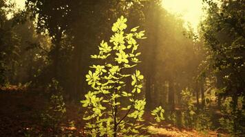 uma pequeno árvore dentro a meio do uma floresta video