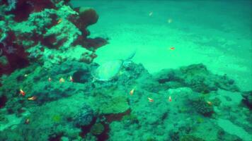 un Tortuga es nadando en el Oceano agua video