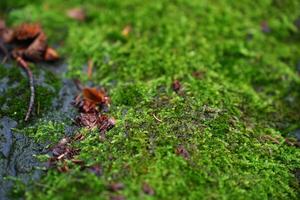 Macro shot of natural moss photo