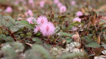 el tímido princesa flor mimosa pudica crece hermosamente foto