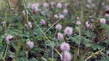 The shy princess flower Mimosa Pudica grows beautifully photo