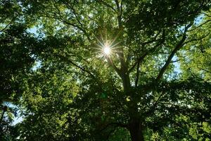 Sun rays shines through oak tree leaves photo