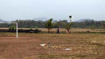 Chicken on dry ground field photo