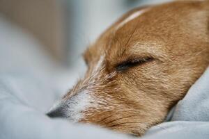 Close up shot of cute dog sleeping in bed. photo