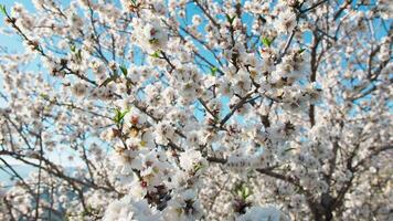 un abeja volador dentro el ramas de un almendra árbol video