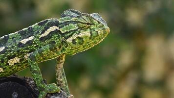 Green common chameleon looking around in a branch video