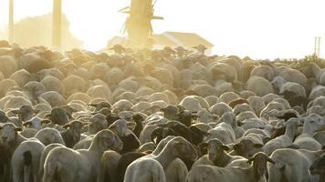 kudde van schapen wandelen Bij zonsondergang video