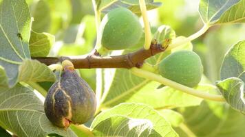 Fig ripe and green figs hanging in fig tree video