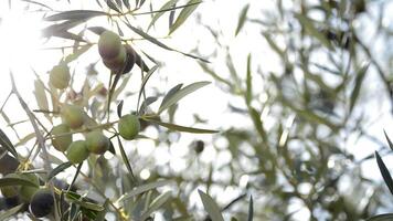 Olives hanging at branch in tree video