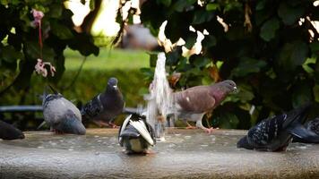 palomas o palomas aves Bebiendo agua en un agua fuente video