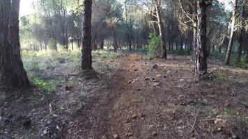 a piedi nel un' pino foresta video