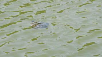 pequeño Tortuga nadando en un río en un natural parque video