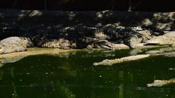 Crocodiles in the river video