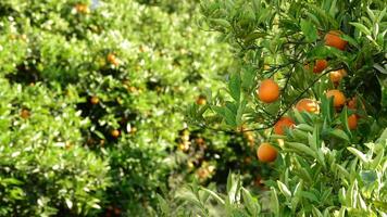 naranjas en rama de árbol en un plantación a puesta de sol video