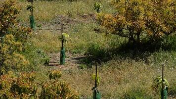 plantación de aguacates árbol video