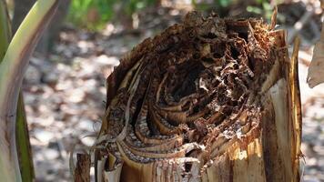 Banana tree trunks that have been cut down in the garden are taken in the afternoon, banana trees that are no longer bearing fruit, high point of view video