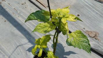 Chili Pfeffer Garten Konzept, organisch Chilischoten Gemüse Pflanzen im Landschaft Bauernhof. video