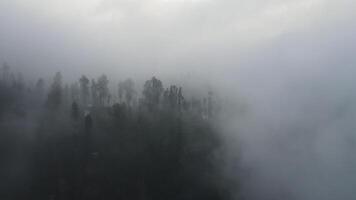 regnerisch Wetter im Berge. neblig Nebel weht Über Kiefer Baum Wald. Antenne Aufnahmen von Fichte Wald Bäume auf das Berg Hügel beim neblig Tag. Morgen Nebel beim schön Herbst Wald. video