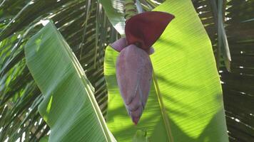 Footage of trees and banana blossoms in the garden video