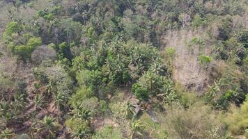 Aerial view durian farm in Yogyakarta, Indonesia in sunny day video