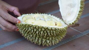 il donna fette Aperto un' durian su il pavimento nel 4k. video