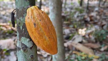 cacao maïskolf in de boom. cacao boom, biologisch fruit peulen in natuur. geel cacao fruit toenemen Aan een boom in een chocola plantage. cacao fruit boom fabriek in de boerderij video