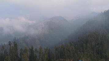 lapso de tiempo de lluvioso clima en montañas. brumoso niebla soplo terminado pino árbol bosque. aéreo imágenes de abeto bosque arboles en el montaña colinas a brumoso día. Mañana niebla a hermosa otoño bosque. video