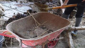 Gardener is dunging manure in the cowshed for compost. video