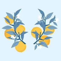 Laconic composition of branches and oranges vector