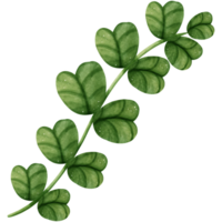 leaves, various types of leaves png